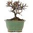 Cotoneaster horizontaleis, 11,5 cm, ± 5 jaar oud