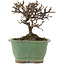 Cotoneaster horizontalis, 11,5 cm, ± 5 years old