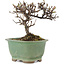 Cotoneaster horizontalis, 11,5 cm, ± 5 ans