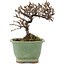 Cotoneaster horizontaleis, 11,5 cm, ± 5 jaar oud