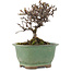 Cotoneaster horizontaleis, 11,5 cm, ± 5 jaar oud