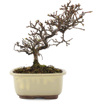 Cotoneaster horizontaleis, 15 cm, ± 5 jaar oud