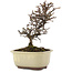 Cotoneaster horizontaleis, 15 cm, ± 5 jaar oud