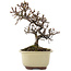 Cotoneaster horizontaleis, 15 cm, ± 5 jaar oud