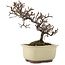 Cotoneaster horizontaleis, 15 cm, ± 5 jaar oud