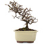 Cotoneaster horizontaleis, 15 cm, ± 5 jaar oud