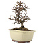 Cotoneaster horizontalis, 15 cm, ± 5 años