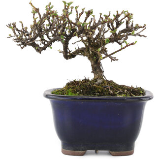 Cotoneaster horizontaleis, 10 cm, ± 5 jaar oud