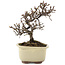 Cotoneaster horizontaleis, 15 cm, ± 5 jaar oud