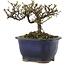 Cotoneaster horizontalis, 10 cm, ± 5 years old