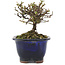 Cotoneaster horizontaleis, 10 cm, ± 5 jaar oud