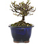 Cotoneaster horizontalis, 10 cm, ± 5 years old