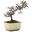 Cotoneaster horizontaleis, 15 cm, ± 5 jaar oud