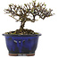 Cotoneaster horizontaleis, 10 cm, ± 5 jaar oud