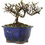 Cotoneaster horizontaleis, 10 cm, ± 5 jaar oud