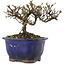 Cotoneaster horizontalis, 10 cm, ± 5 years old