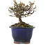 Cotoneaster horizontalis, 10 cm, ± 5 years old