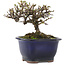 Cotoneaster horizontaleis, 10 cm, ± 5 jaar oud