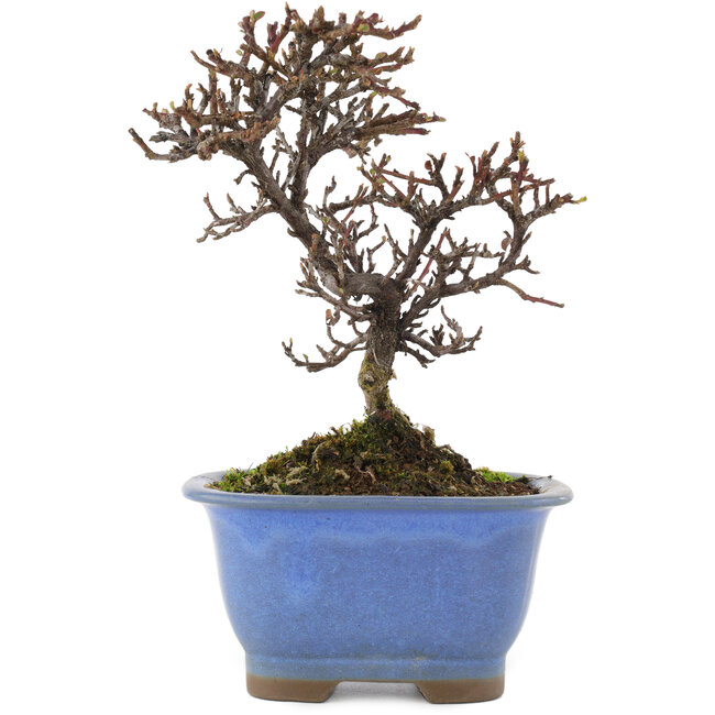 Cotoneaster orizzontalis, 14,5 cm, ± 5 anni