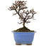 Cotoneaster horizontaleis, 14,5 cm, ± 5 jaar oud