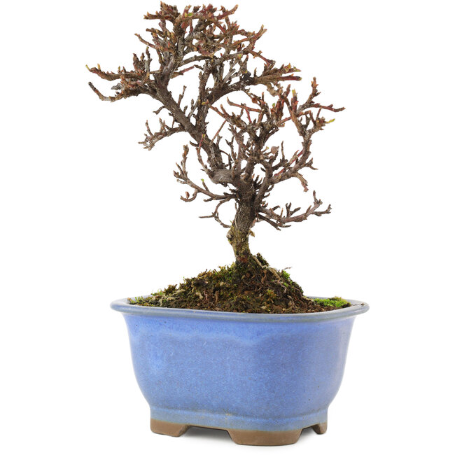 Cotoneaster horizontalis, 14,5 cm, ± 5 Jahre alt