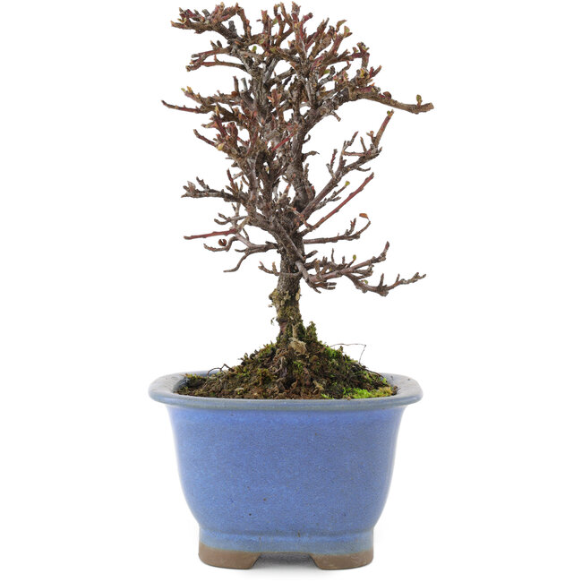 Cotoneaster orizzontalis, 14,5 cm, ± 5 anni