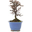 Cotoneaster orizzontalis, 14,5 cm, ± 5 anni