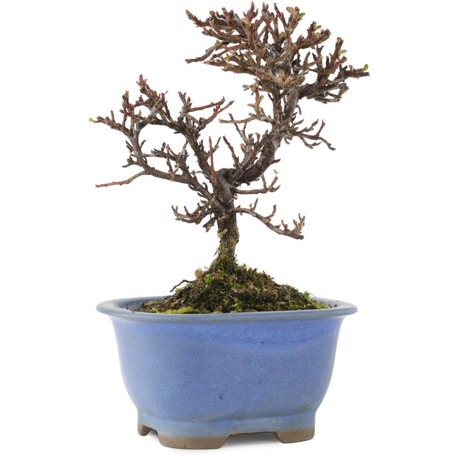 Cotoneaster orizzontalis, 14,5 cm, ± 5 anni