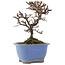 Cotoneaster orizzontalis, 14,5 cm, ± 5 anni