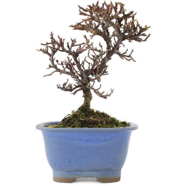 Cotoneaster orizzontalis, 14,5 cm, ± 5 anni