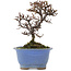 Cotoneaster orizzontalis, 14,5 cm, ± 5 anni