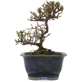 Cotoneaster horizontalis, 14 cm, ± 5 Jahre alt