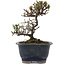 Cotoneaster horizontalis, 14 cm, ± 5 Jahre alt