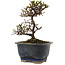 Cotoneaster horizontalis, 14 cm, ± 5 Jahre alt