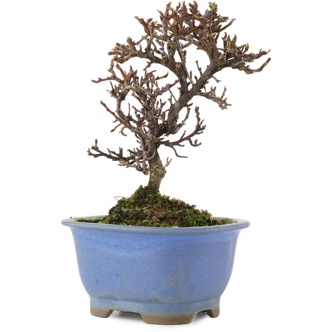 Cotoneaster horizontalis, 14,5 cm, ± 5 ans