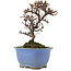 Cotoneaster orizzontalis, 14,5 cm, ± 5 anni