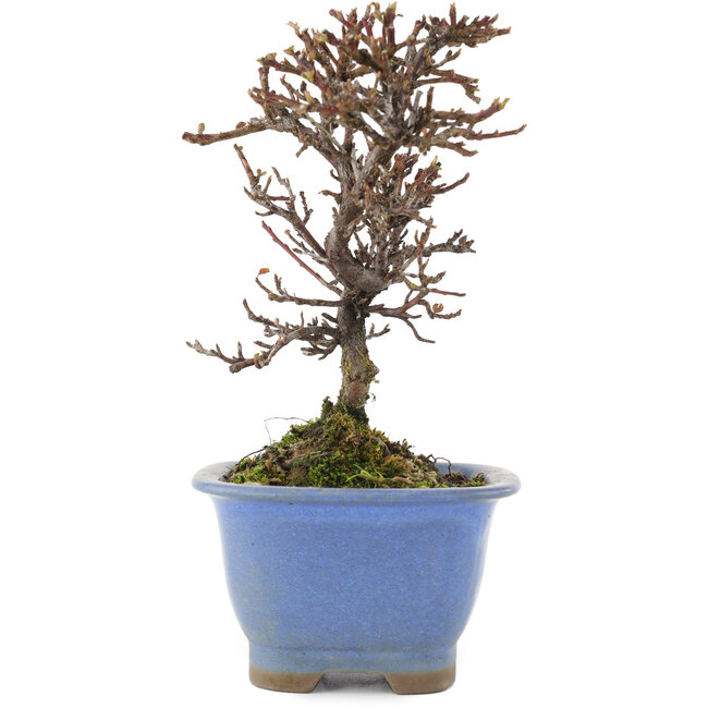 Cotoneaster horizontalis, 14,5 cm, ± 5 ans