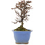 Cotoneaster horizontaleis, 14,5 cm, ± 5 jaar oud