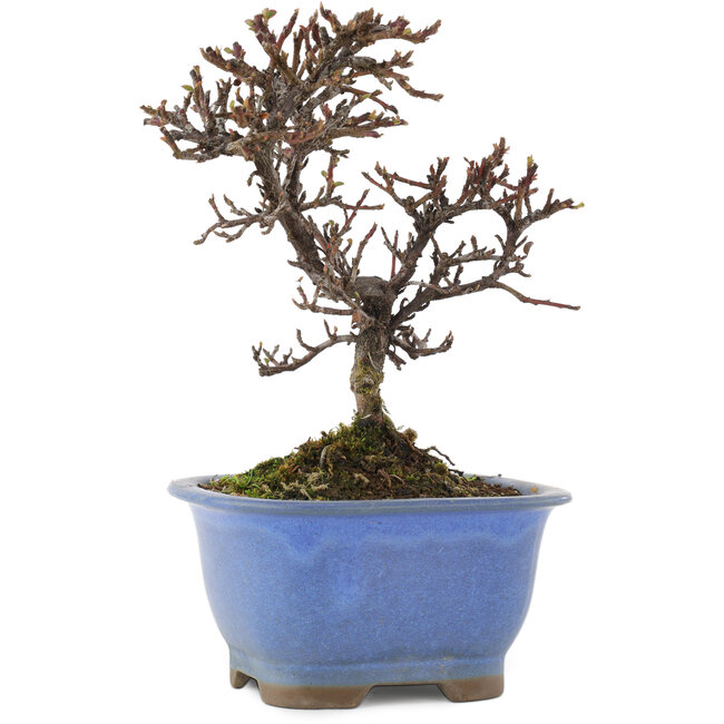 Cotoneaster horizontalis, 14,5 cm, ± 5 ans