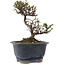 Cotoneaster horizontalis, 14 cm, ± 5 years old