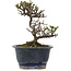 Cotoneaster horizontaleis, 14 cm, ± 5 jaar oud