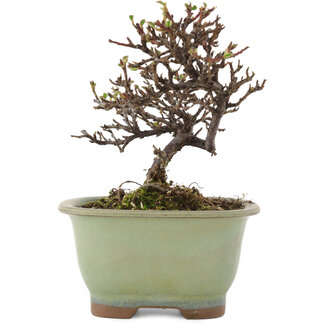 Cotoneaster horizontaleis, 12 cm, ± 5 jaar oud