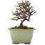 Cotoneaster horizontalis, 12 cm, ± 5 ans