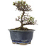 Cotoneaster horizontaleis, 14 cm, ± 5 jaar oud