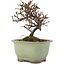 Cotoneaster horizontalis, 12 cm, ± 5 years old