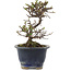 Cotoneaster horizontaleis, 14 cm, ± 5 jaar oud