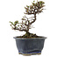 Cotoneaster horizontalis, 14 cm, ± 5 years old