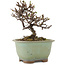 Cotoneaster horizontaleis, 12 cm, ± 5 jaar oud