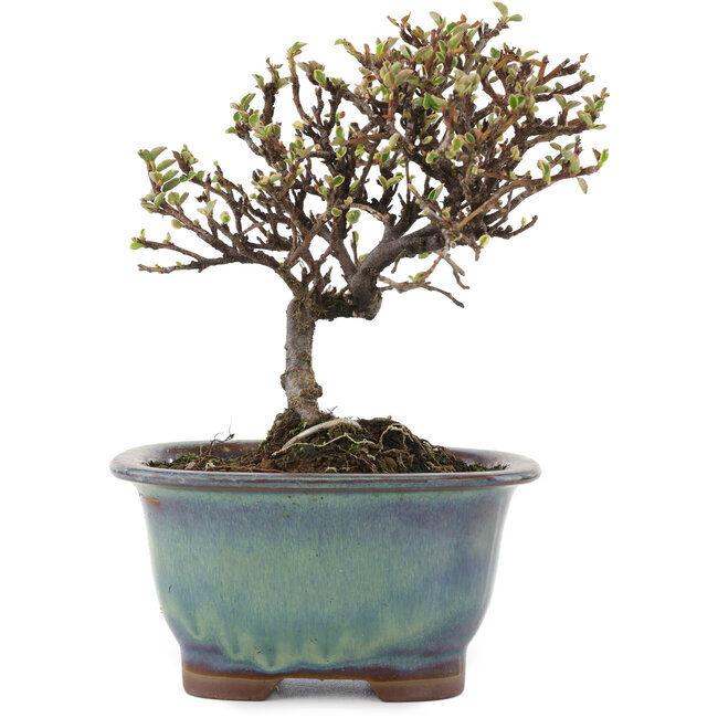 Cotoneaster horizontaleis, 13 cm, ± 5 jaar oud