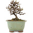 Cotoneaster horizontalis, 12 cm, ± 5 Jahre alt